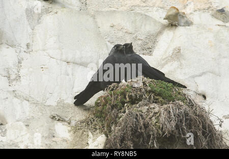 A pair of Jackdaw (Corvus monedula) perched on the edge of a cliff in the UK. Stock Photo