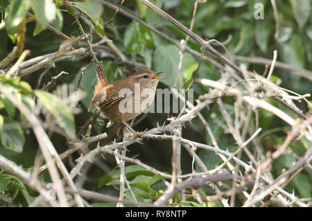 A Wren (Troglodytes troglodytes) singing perched on a thorny bramble stem. Stock Photo