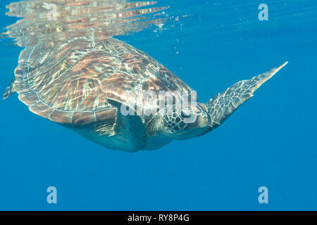 Green sea turtle (Chelonia mydas) swims to the surface to breath air, Bali, Indonesia