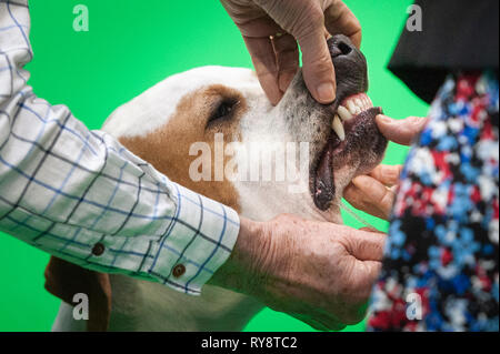 NEC, BIRMINGHAM, ENGLAND, UK. 7th MARCH 2019.  / First held in 1891, Crufts is said to be the largest show of its kind in the world, the annual four-d Stock Photo