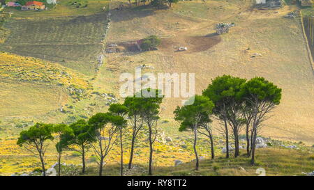Small thin trees on the sandy ground in Erice Trapani Italy from the overlooking view on the castle on the mountain Stock Photo