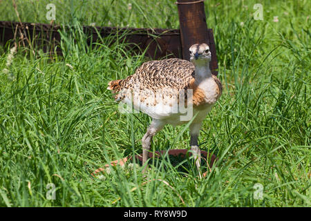 Great Bustard (Otis tarda ) chicks in rearing pen, part of Salisbury Plain reintroduction project hand rearing and releasing into wild to create a sus Stock Photo