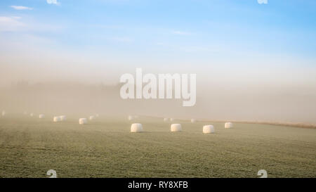 Foggy landscape. Hay bales wrapped with white plastic scattered in a farmer's field. Misty early morning. Stock Photo