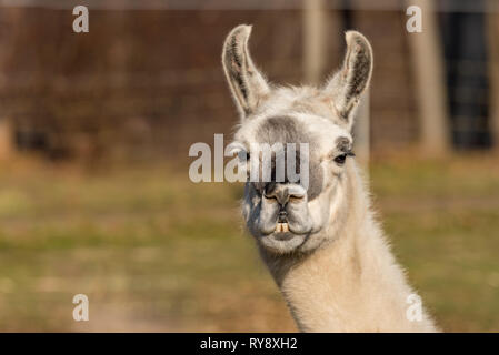 lama glama is looking forwards Stock Photo