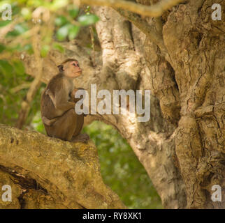 Asia, Sri Lanka, Mihintale, toque macaque, macaca sinica Stock Photo