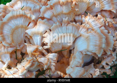 White-pored chicken of the woods (Laetiporus cincinnatus). Stock Photo