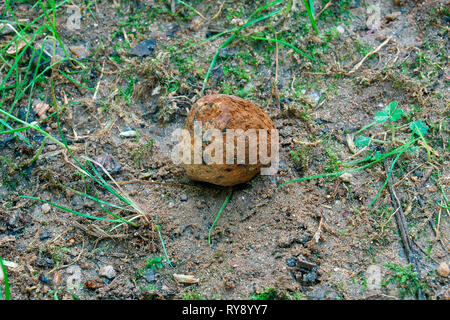 Dead man's foot (Pisolithus arhizus). Called Dyeball, Horse dung fungus, Perdebal and Bohemian truffle also. Stock Photo