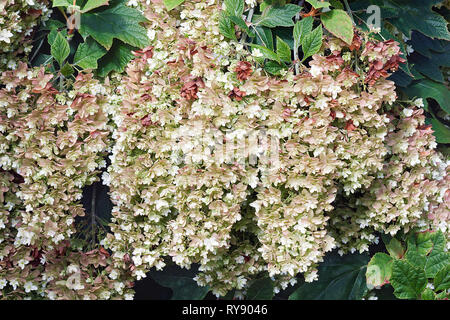 Snowflake oakleaf hydrangea (Hydrangea quercifolia Snowflake). Stock Photo
