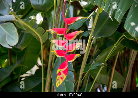 Asia, Sri Lanka, Kandy, Royal Botanic Garden Peradeniya, Heliconia rostrata, hanging lobster claw Stock Photo