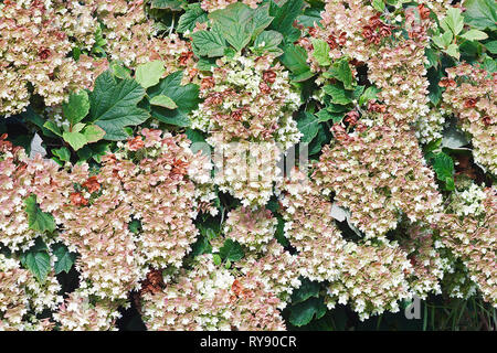 Snowflake oakleaf hydrangea (Hydrangea quercifolia Snowflake). Stock Photo