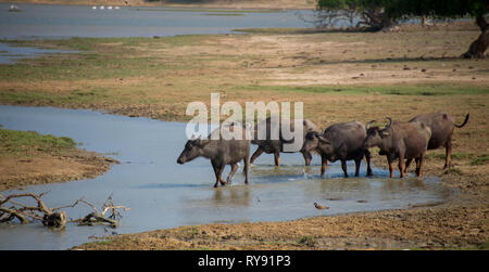Asia, Sri Lanka, Yala National Park,  wild water buffalo, Bubalus bubalis Stock Photo