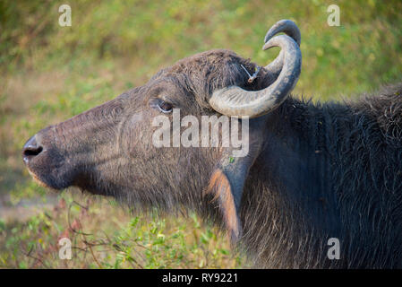 Asia, Sri Lanka, Yala National Park,  wild water buffalo, Bubalus bubalis Stock Photo