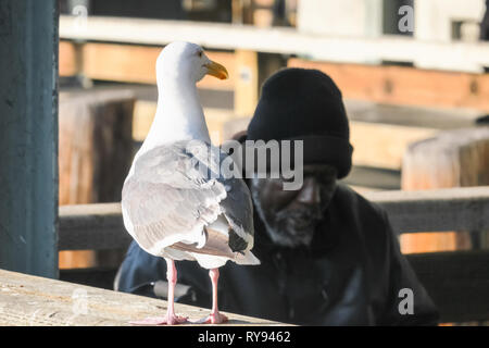 Seagull on ledge with Homeless man in beanie - Pier 39, San Francisco - California Stock Photo