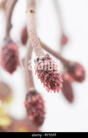 Red female flowers of the common alder, Alnus glutinosa, with pollen grains visible stuck to the surface of them. The alder is a monoecious tree havin Stock Photo