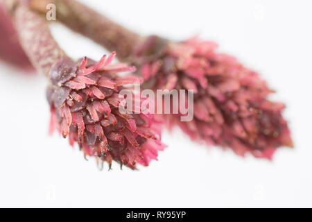 Red female flowers of the common alder, Alnus glutinosa, with pollen grains visible stuck to the surface of them. The alder is a monoecious tree havin Stock Photo