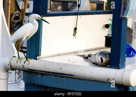 Snowy egret (Egretta thula) eyeing up a large fish at Rose Marina, Marco Island, Florida, USA Stock Photo