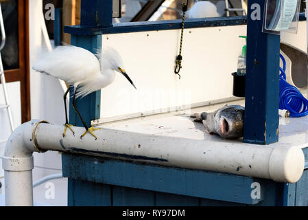 Snowy egret (Egretta thula) eyeing up a large fish at Rose Marina, Marco Island, Florida, USA Stock Photo