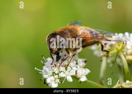 Close-Up Head of a Drone Hover fly (Eristalis tenax), Covered in Pollen, Feeding from a White Umbelliferous Flower in Summer. Stock Photo