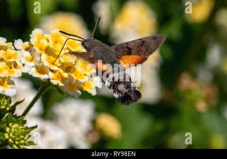 Colourful Humming-Bird Hawk Moth (Macroglossum stellatarum) Feeding in a Garden in Sardinia, Italy, (Cropped image) Stock Photo
