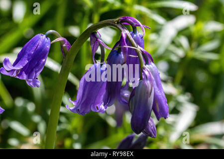 Close up Detail of a Single Bluebell Flower (Hyacinthoides non-scripta) Amongst a Large Cluster Growing Beside the River Torridge in a North Devon . Stock Photo