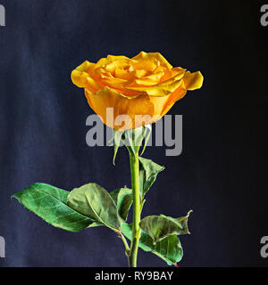 One yellow rose isolated on black background. Stock Photo
