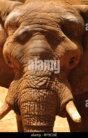 Close up view of elephant head.