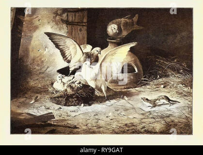 An Unwelcome Visitor, 1893 Engraving Stock Photo