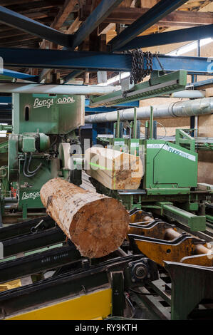 Logs on conveyor belt at lumber factory Stock Photo