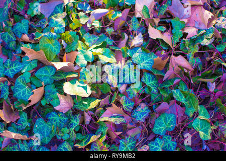 Forest Leaves in Vibrant Surreal Bold Holographic Colors. Concept art. Surrealism Background. Stock Photo