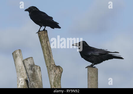 Two large Carrion Crow, Corvus corone, perching on wooden posts. Stock Photo