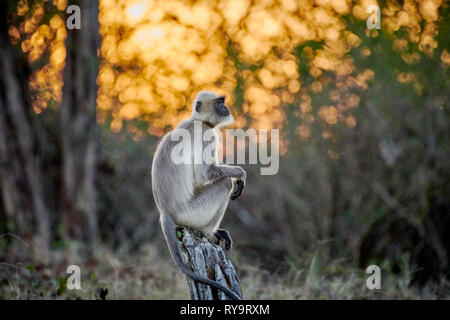 Tufted gray langur sitting durind sunrise on a branch, Semnopithecus priam, Kabini, Nagarhole Tiger Reserve,  Karnataka, India Stock Photo