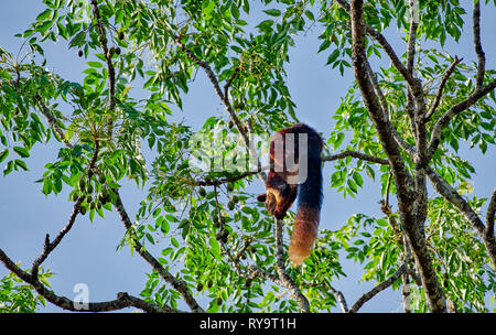 Indian giant squirrel or Malabar giant squirrel, (Ratufa indica), Kabini, Nagarhole Tiger Reserve,  Karnataka, India Stock Photo