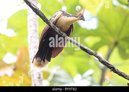 Hoatzin (Opisthocomus hoazin) in Ecuador, south America Stock Photo