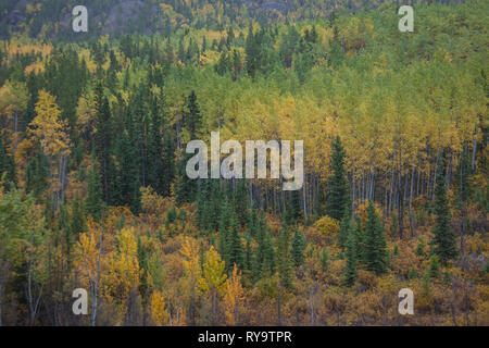 Whitehorse, Whitehorse Region, Yukon Territory, Canada Stock Photo