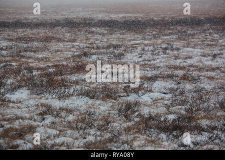 Tombstone Territorial Park, Northern Region, Yukon Territory, Canada Stock Photo