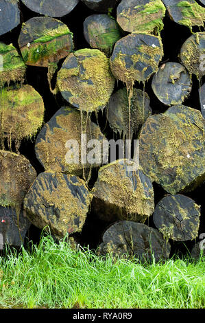 Pile of logs with moss Stock Photo
