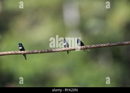 White-banded swallow (Atticora fasciata) in Ecuador, South America Stock Photo
