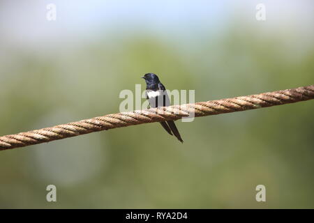 White-banded swallow (Atticora fasciata) in Ecuador, South America Stock Photo