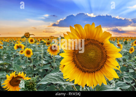 A field of blooming sunflowers on the background of a colorful sky. Single flower closeup Stock Photo
