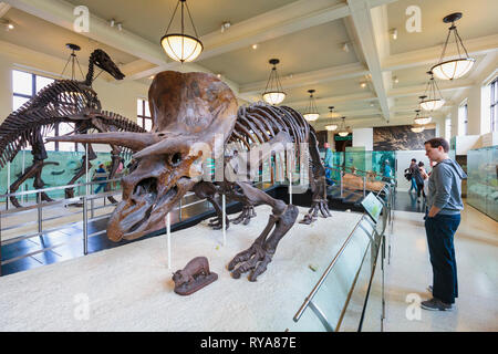 Fossil specimen of the plant-eating dinosaur Triceratops in the American Museum of Natural History.  New York City, New York State, United States of A Stock Photo