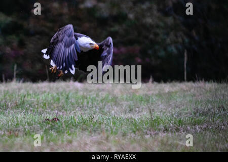 Bald Eagle picks clean the meat off a white tailed deer in a farm pasture near Tahlequah Oklahoma Stock Photo