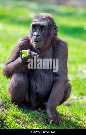 Ein Gorillaweibchen sitzt fressend im Gehege im Zoo Duisburg, 01.04.2016 Foto: Mario Hommes Stock Photo