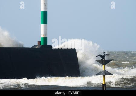 Aberystwyth, UK. 13th Mar, 2019. UK Weather: A cormorant calmy dries its wings in the sunshine as gale force winds from Storm Gareth - the third named storm of 2019 - hit Aberystwyth on the Cardigan Bay coast, West Wales UK on Wednesday afternoon. Gusts of up to 70 or 80mph are forecast in exposed Northern regions, with the risk of serious damage to property and severe disruption to travel and power services Photo Credit: keith morris/Alamy Live News Stock Photo