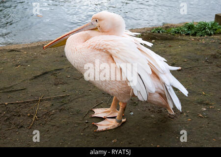 St James's Park, London, UK. 13th Mar, 2019. A pelican in St James's Park on a cold and windy day in the capital. Credit: Dinendra Haria/Alamy Live News Stock Photo