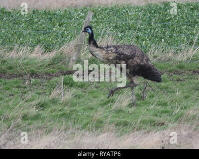 Harty, Kent, UK. 13th March, 2019. UK Weather: an emu called Eric went missing from a residence in Leysdown on the Isle of Sheppey in Kent after freaking out and jumping a perimeter fence during Storm Gareth yesterday, with the owners seeking help on social media to locate the bird. Today Eric was spotted roaming fields in Harty, Kent. The owners are aware of the bird's location and hope to coordinate its safe return later today. Famous comedian Rod Hull who rose to fame with his puppet Emu was born and lived on the Isle of Sheppey. Credit: James Bell/Alamy Live News Stock Photo