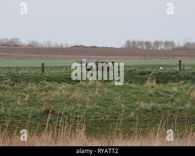 Harty, Kent, UK. 13th March, 2019. UK Weather: an emu called Eric went missing from a residence in Leysdown on the Isle of Sheppey in Kent after freaking out and jumping a perimeter fence during Storm Gareth yesterday, with the owners seeking help on social media to locate the bird. Today Eric was spotted roaming fields in Harty, Kent. The owners are aware of Eric's location and hope to coordinate its safe return later today. Famous comedian Rod Hull who rose to fame with his puppet Emu was born and lived on the Isle of Sheppey. Credit: James Bell/Alamy Live News Stock Photo