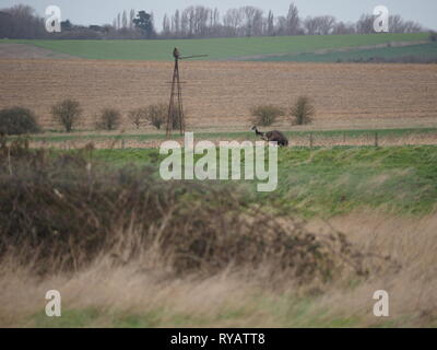 Harty, Kent, UK. 13th March, 2019. UK Weather: an emu called Eric went missing from a residence in Leysdown on the Isle of Sheppey in Kent after freaking out and jumping a perimeter fence during Storm Gareth yesterday, with the owners seeking help on social media to locate the bird. Today Eric was spotted roaming fields in Harty, Kent. The owners are aware of Eric's location and hope to coordinate its safe return later today. Famous comedian Rod Hull who rose to fame with his puppet Emu was born and lived on the Isle of Sheppey. Credit: James Bell/Alamy Live News Stock Photo