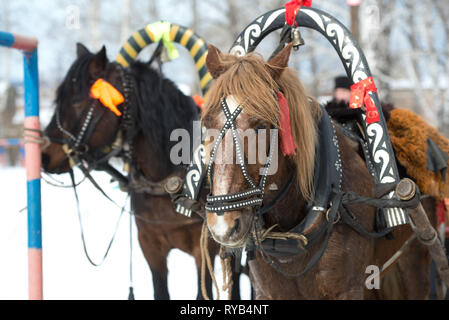 two horses in harness decorated with ribbons Stock Photo