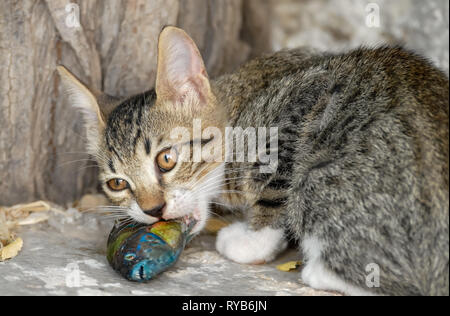 Cute cat kitten eating and chewing a fresh fish, an ornate wrasse, Aegean island, Greece Stock Photo