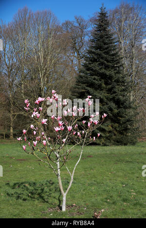 Small pink magnolia tree bush in the sun in flower in Oxford University Parks in winter / spring Stock Photo